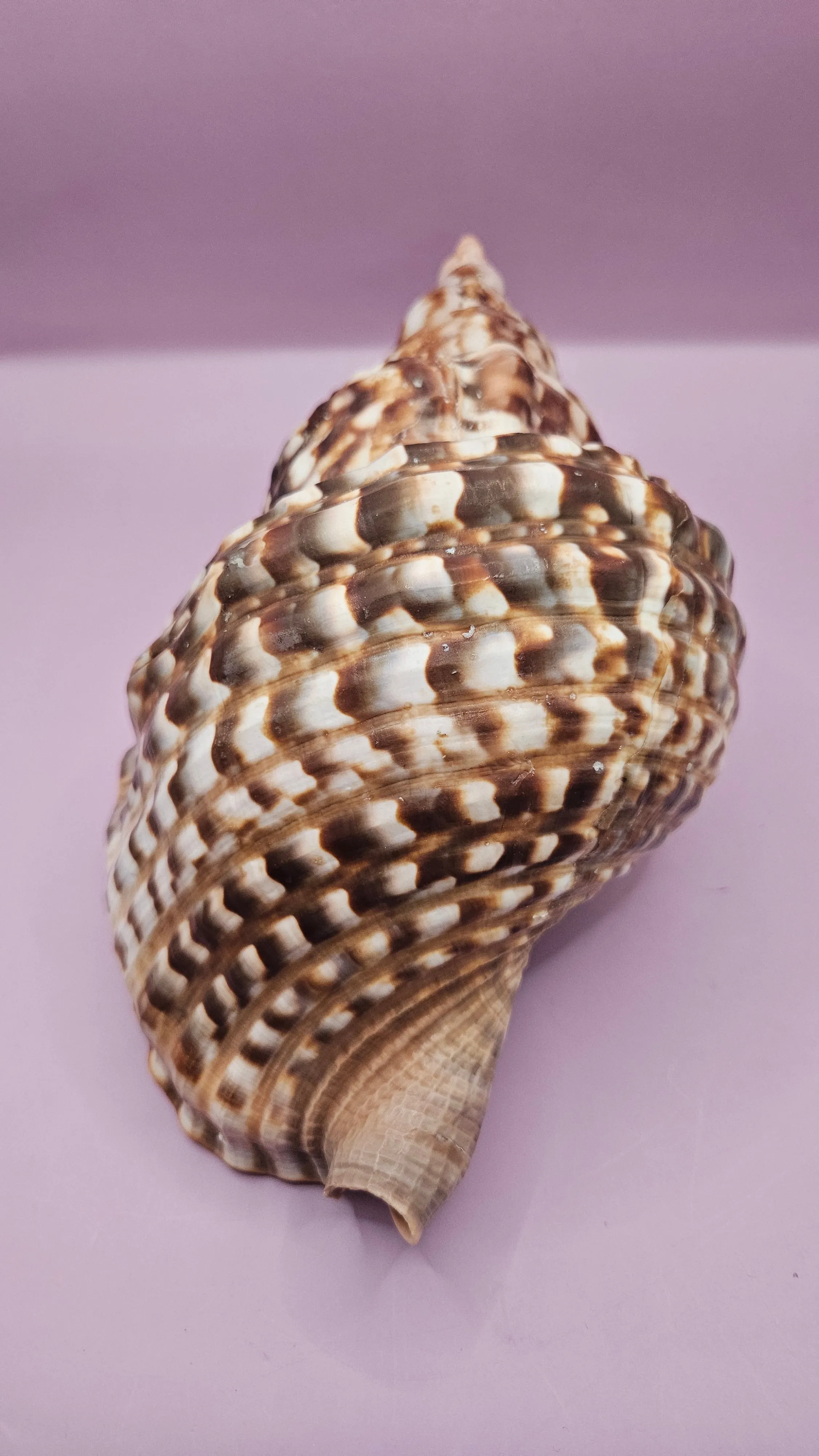 Triton Trumpet Display Shell - 10.5"