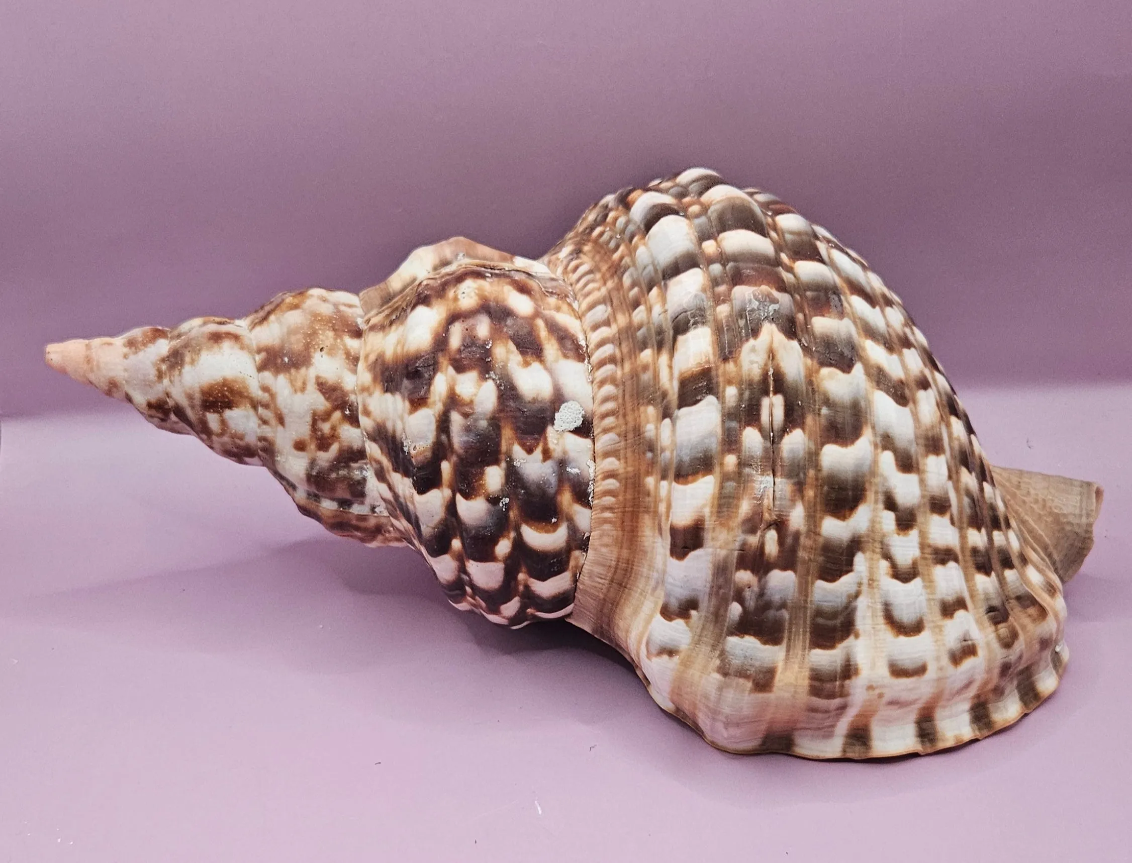 Triton Trumpet Display Shell - 10.5"