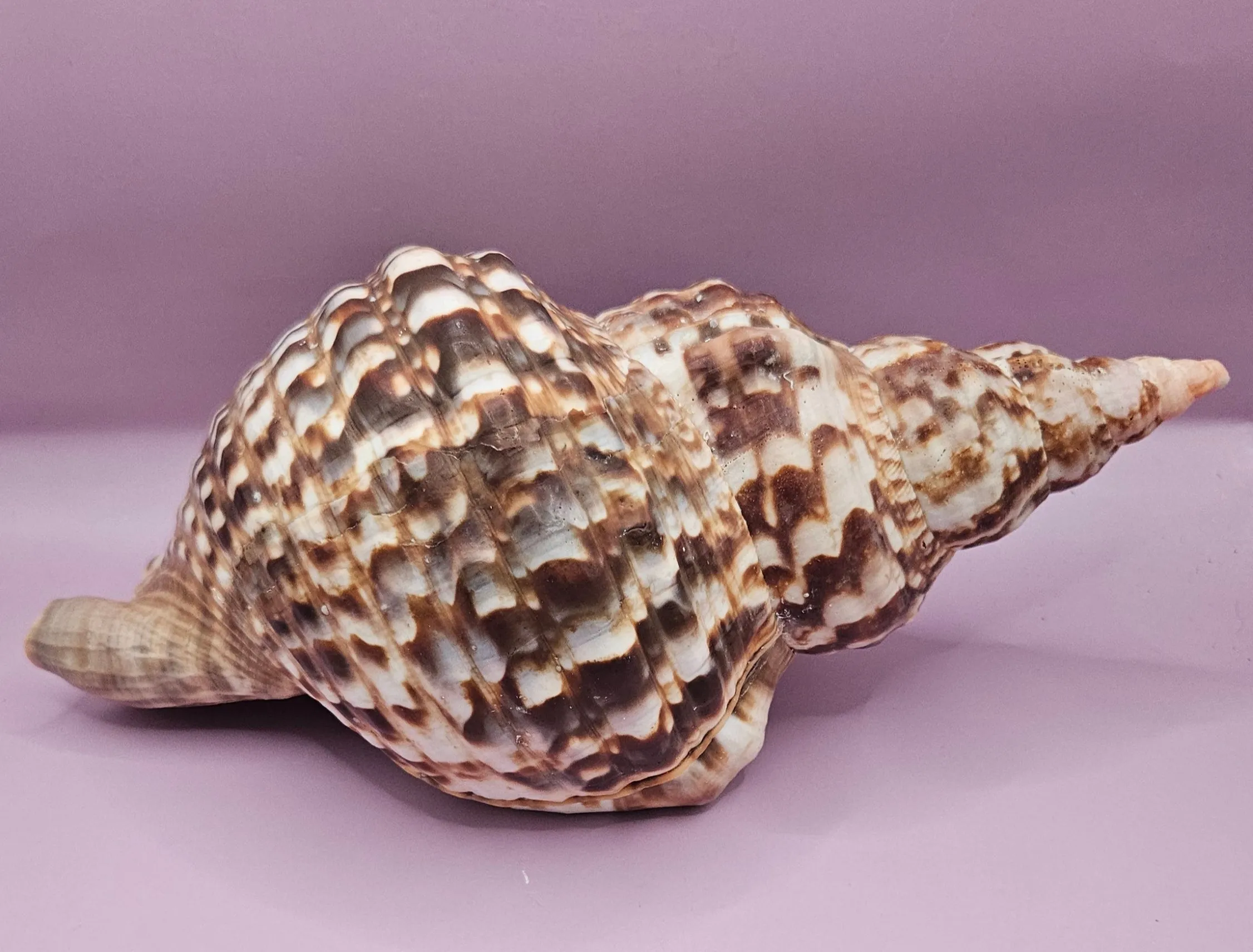 Triton Trumpet Display Shell - 10.5"