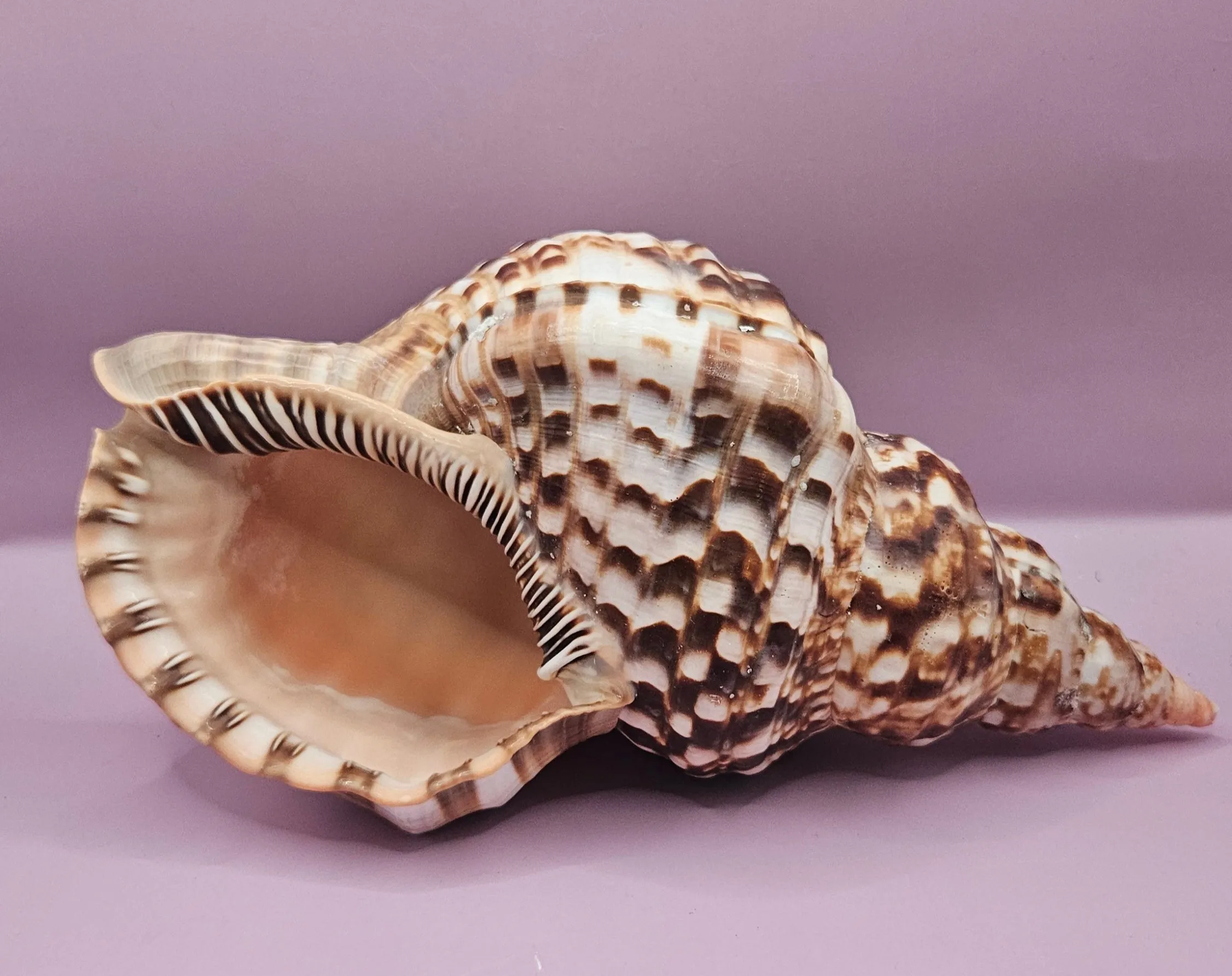Triton Trumpet Display Shell - 10.5"