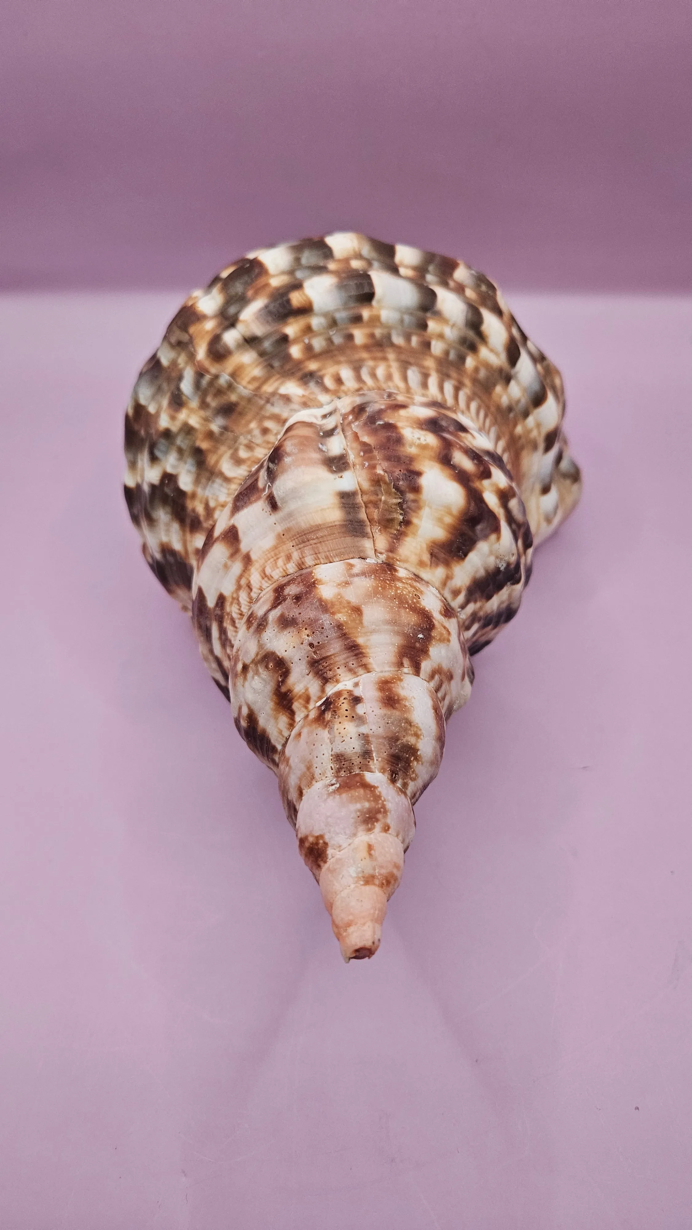 Triton Trumpet Display Shell - 10.5"